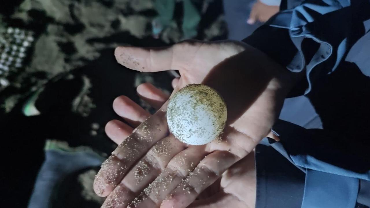 Adventure Turtle Homestay Meru Betiri Sarungan エクステリア 写真