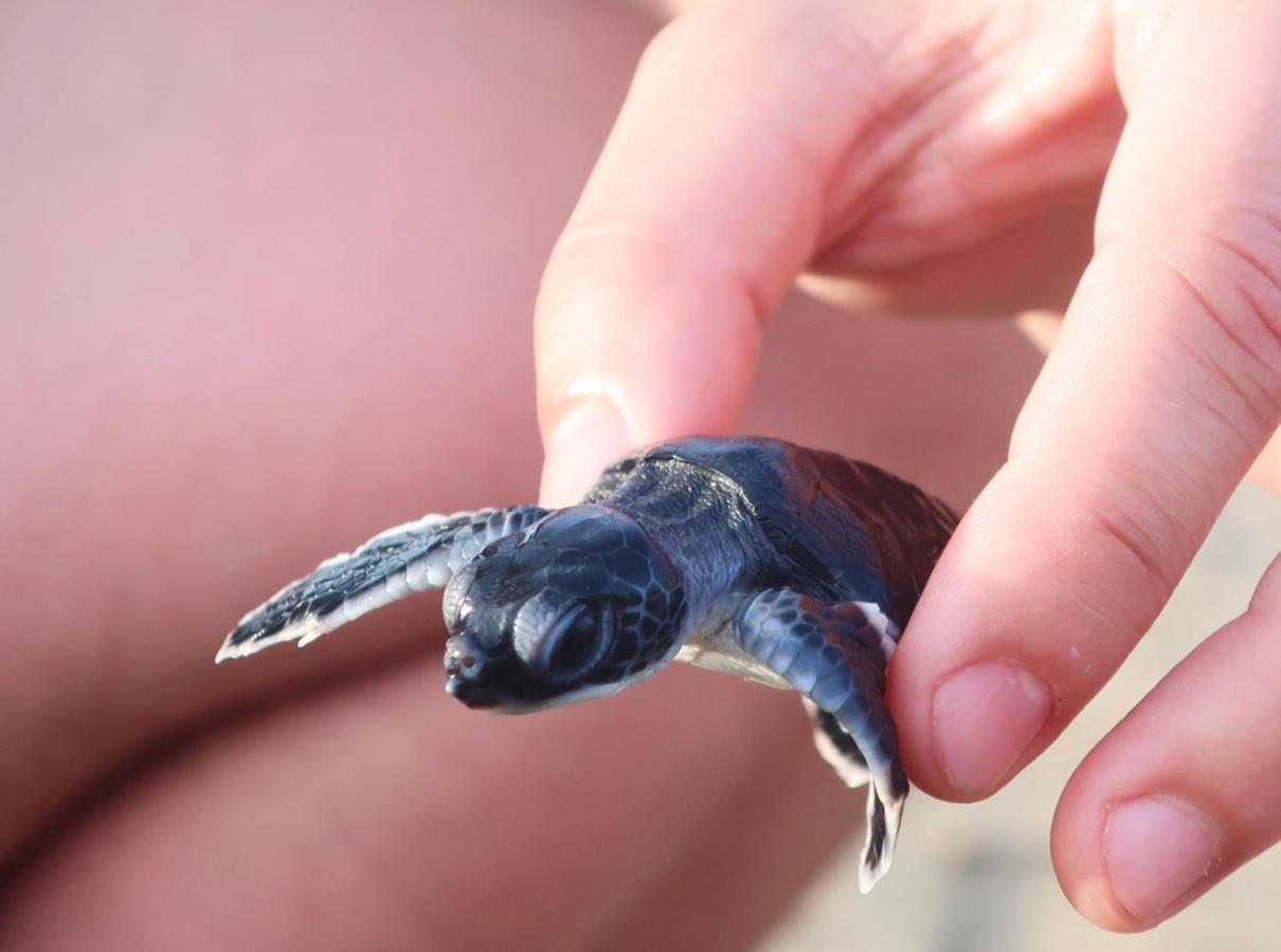 Adventure Turtle Homestay Meru Betiri Sarungan エクステリア 写真