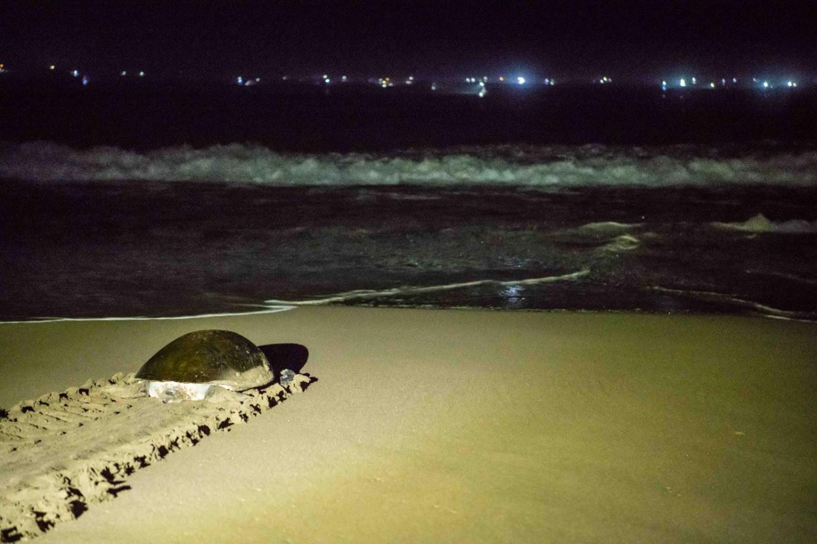 Adventure Turtle Homestay Meru Betiri Sarungan エクステリア 写真